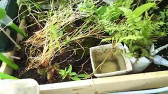 ベランダにメダカとカエルのビオトープ