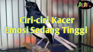 CIRI-CIRI KACER SEDANG EMOSI TINGGI@DAHLAN KMK birds farm