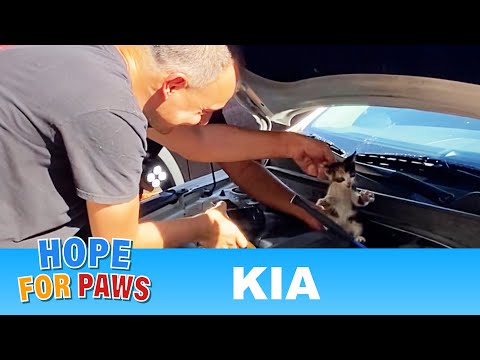 Video: „Pet Scoop“: žmogus ir šuo, išgelbėti nuo niežulingų potvynių, kačiukas išgyvena savaitę variklyje