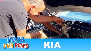 A man drives for miles with a kitten inside his engine  #kitten