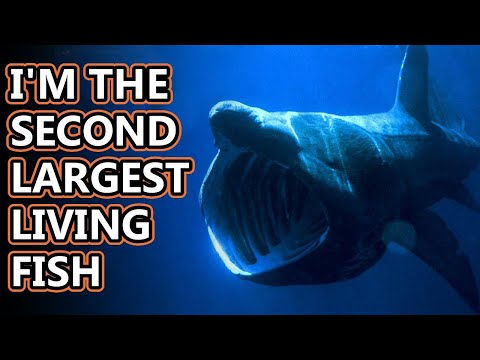 Basking Shark facts: time to eat tiny things! | Animal Fact Files