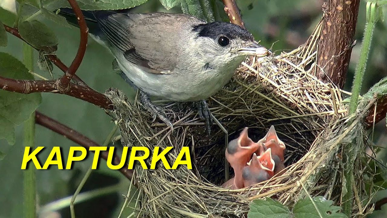Kapturka Sylvia atricapilla - śpiew, gniazdo, jajo, pisklę