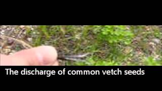 The Discharge Of Common Vetch Seeds