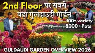 दूसरी मंज़िल की छत पर बना सबसे बड़ा गुलदाउदी गार्डन || Guldaudi/Chrysanthemum Garden 2026 overview