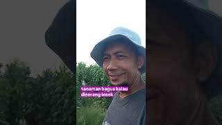 UPAYA PENANGGULANGAN HAMA DAN PENYAKIT TANAMAN