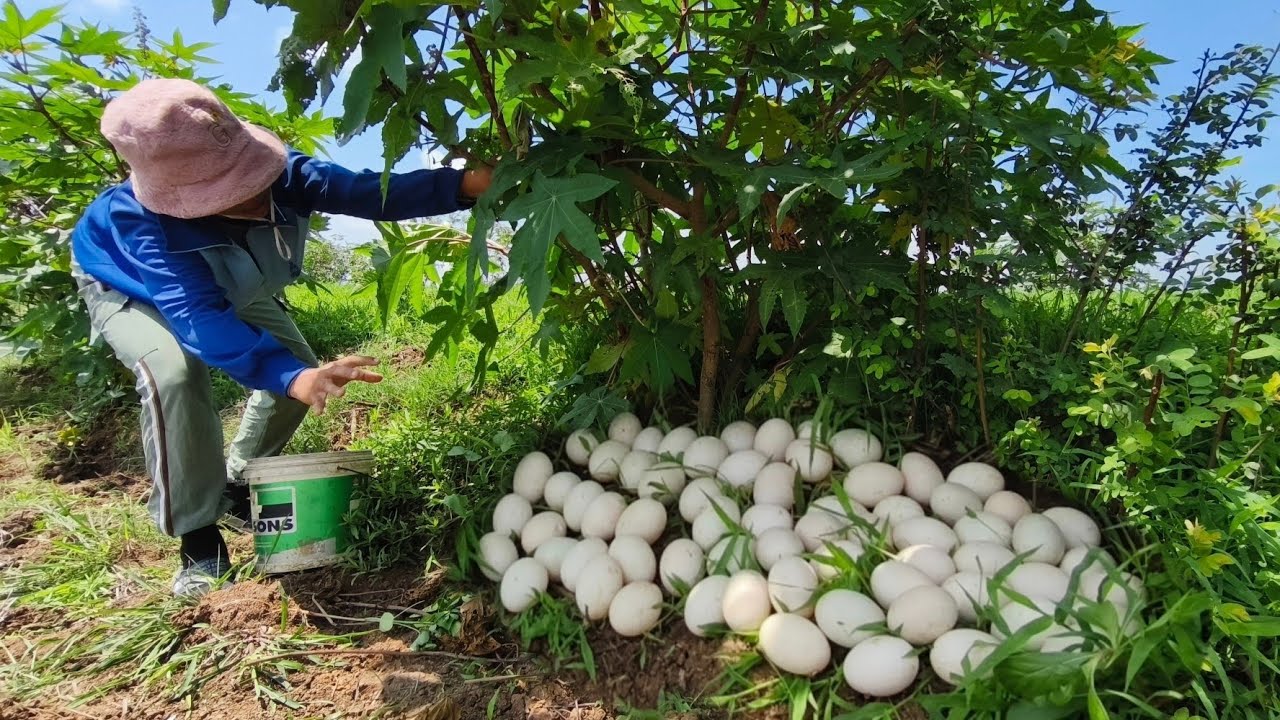 amazing - Harvest a lot of duck eggs under grass at field near the village by hand skill