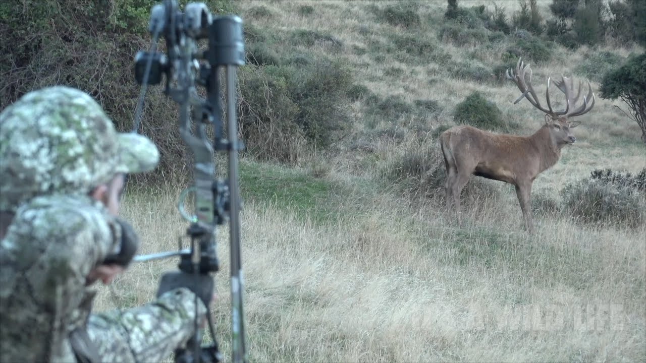 Охота с луком на новозеландского благородного оленя — охота всей моей ЖИЗНИ и моя битва с болезнь...
