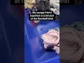 GROSSSSS!! I was digging through the bins and this cockroach... #Shorts #aquired_taste5