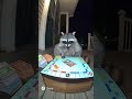 Monopoly raccoon