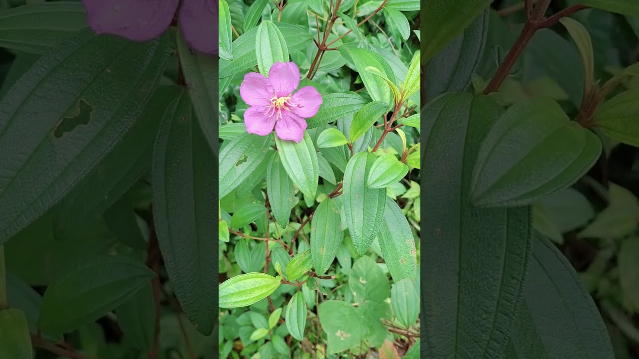 Melastoma malabathricum💮🌸 