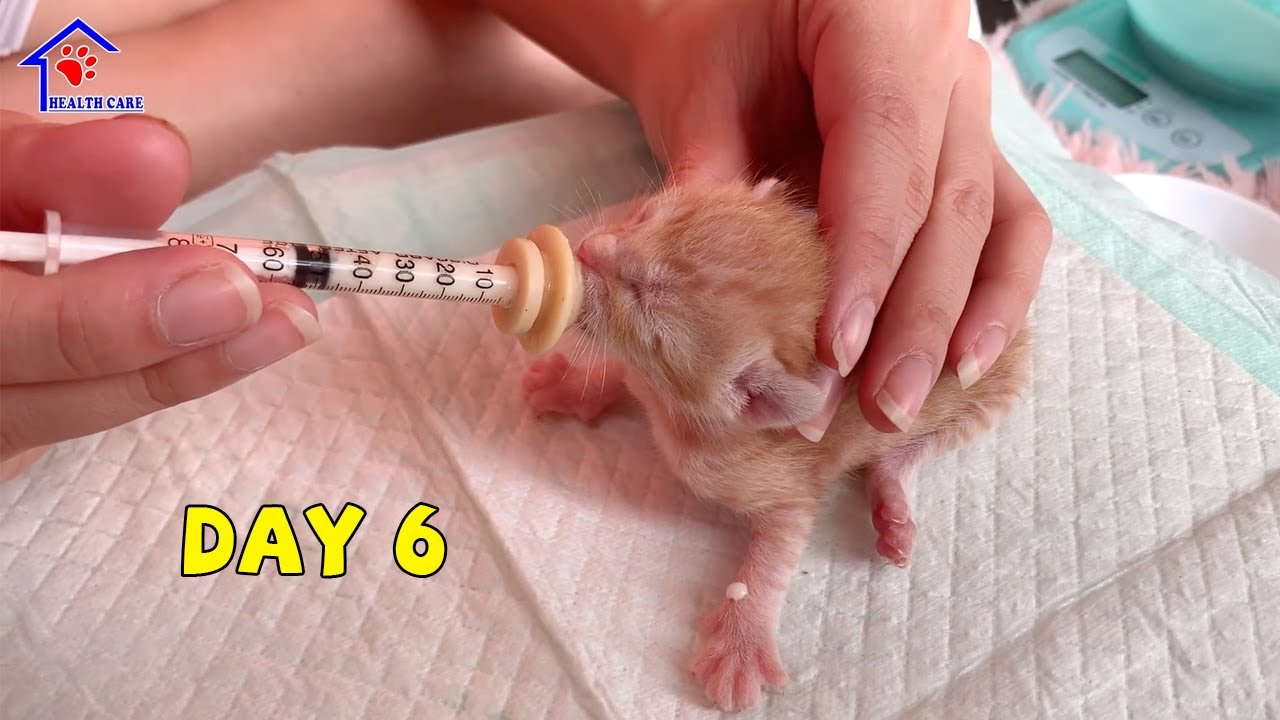 Спустя 6 дней после спасения кошечки и ее 5 самых симпатичных новорожденных котят