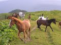 Ukraińskie Karpaty / Ukrainian Carpathians / Украинские Карпаты