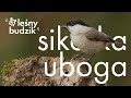 Leśny budzik - Sikorka uboga Mp3 Song