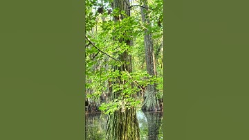 ĐAI CHÂU RỪNG ĐẦM LẦY CÓ GÌ ĐẶC BIỆT | Hoa Lan Market - Vườn Lan Bá Ninh