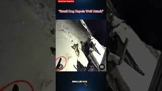 "2 Hungry Wolves Want to Eat Pet Dogs" Wealth