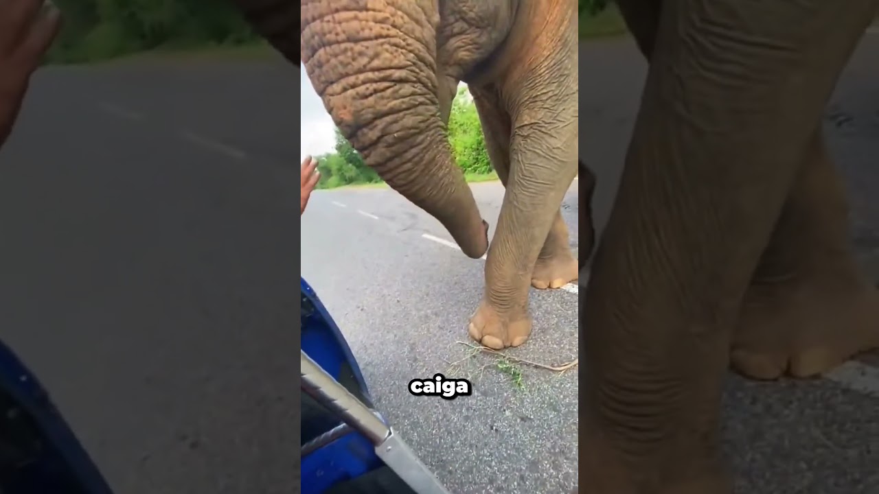 ¡Mira lo que hace el elefante con la sandía!
