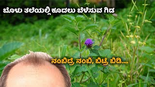 ರಸತ ಬದಯಲಲ ಕಣ ಸಗವ ಕಶವರದನ ಗಡದ ಉಪಯಗ ನಮಗ ಗತತ? Keshavardhini Plant In Kannada