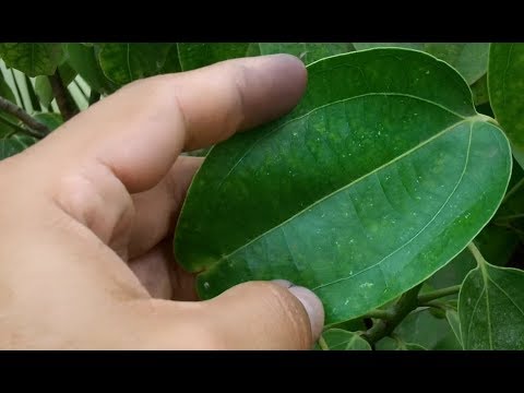 Video: Arbusto de canela silvestre - ¿Puedes cultivar plantas de canela silvestre en el jardín?