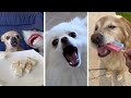 Dogs Doing Funny Things ~ Cutest Puppies Compilation