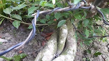 Cắt tỉa cành cho cây sung