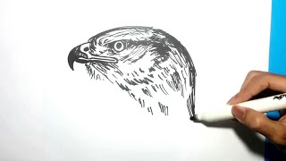 95 Sketsa Gambar Kepala Burung Elang HD
