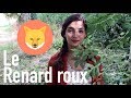 Jfmp   le renard nest pas un blaireau