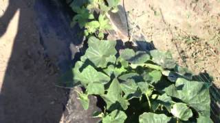 Vtechs Veggie Garden