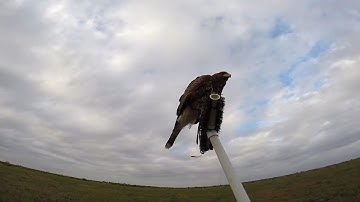 Harris Hawk Successful Hunt - Toothless Learning The Ropes From Pyro - Falconry