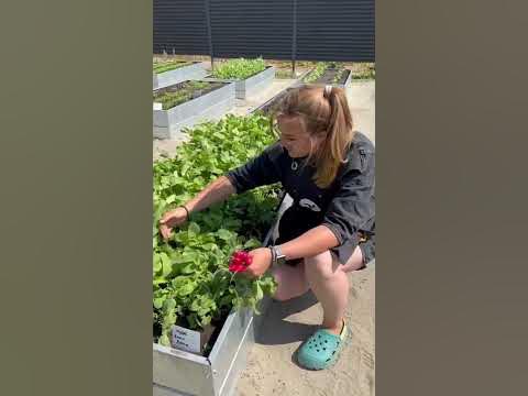 #сад #огород #дача #семена #семенаалтая - YouTube