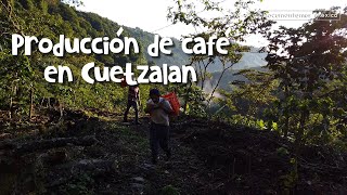 Así se produce el café en Cuetzalan