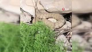 Hakkari’de Koca Engerek Yılanı Görüntülendi
