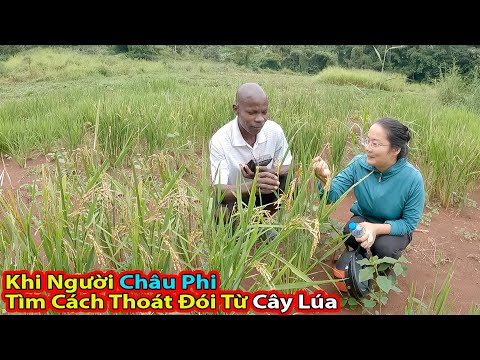 Tập 230||Kết quả trồng lúa của người dân Châu Phi||2Q Vlogs Cuộc Sống Châu Phi