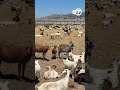 CA goat company may close as new law increase herder wages