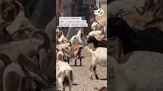 CA goat company may close as new law increase herder wages