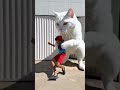 o gato pegou ele 😂😄😁 #funny #comedy #shorts