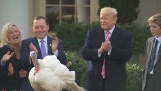 Trump fulfills the tradition of pardoning the turkey before Thanksgiving