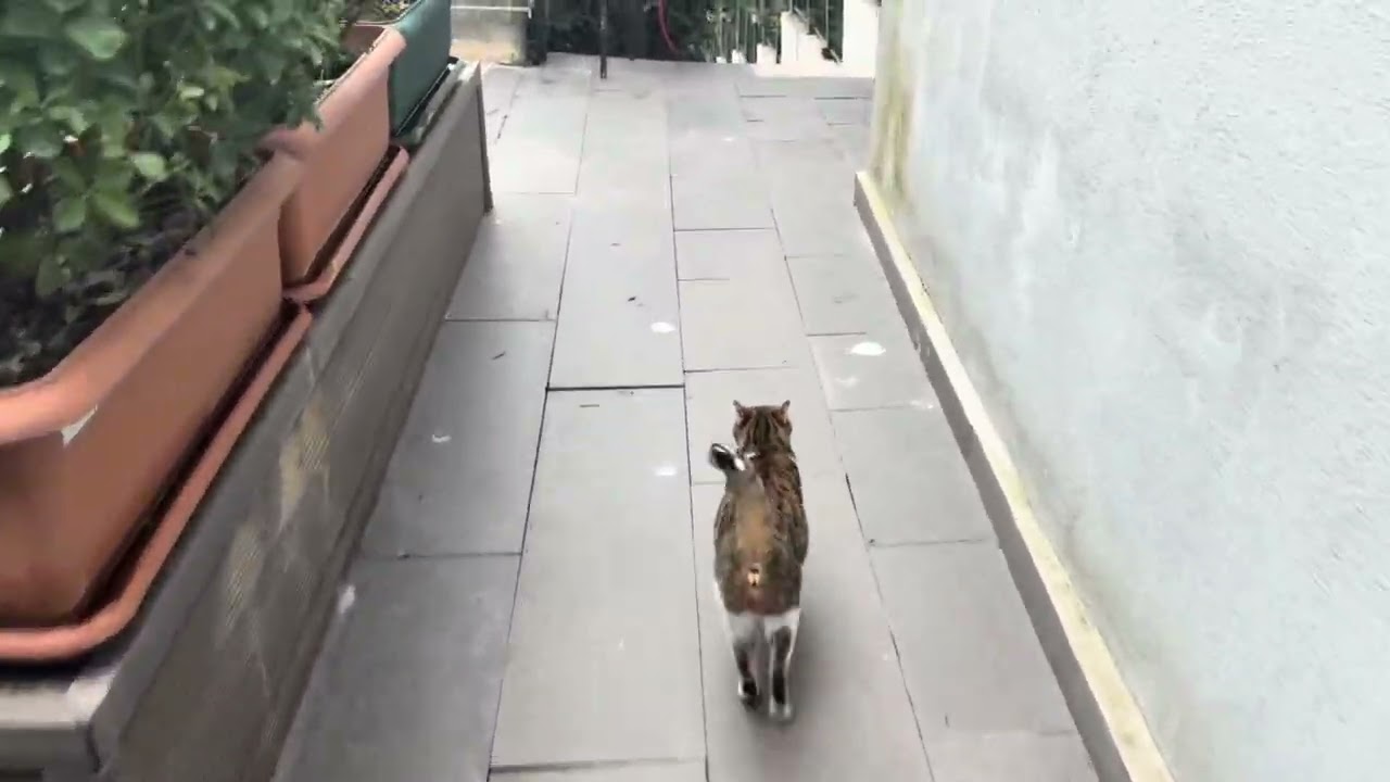 Her Gün Beni Kapıda Bekleyen Sokak Kedisi 🥹 | Sadece Benim Kapıma Geliyor