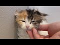 【保護子猫】初めてのドライヤーで耳がペタンコになってしまった子猫w