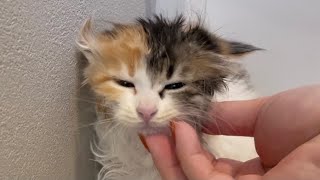 【保護子猫】初めてのドライヤーで耳がペタンコになってしまった子猫w