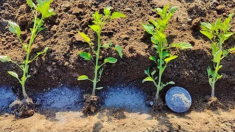 This Magic Powder Will DOUBLE Your Tomato Harvest!