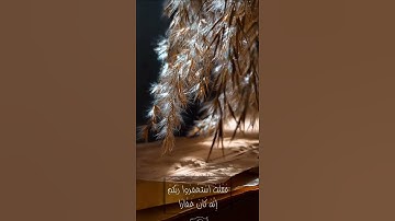 تلاوة خاشعة🌿 ﴿فَقُلتُ استَغفِروا رَبَّكُم إِنَّهُ كانَ غَفّارًا﴾🤎