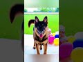It's my Birthday #simba #germanshepherd #funny #pets #birthday #bday #fun #shorts #puppy #gsd #dog
