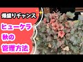 ヒューケラ秋のお手入れ編