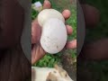 My Muscovy ducks finally laid eggs