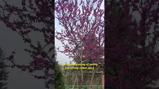 Spring #springvibes #life #bestmoments #spring #mood #vacationmode #nature #relxing #timetorelax