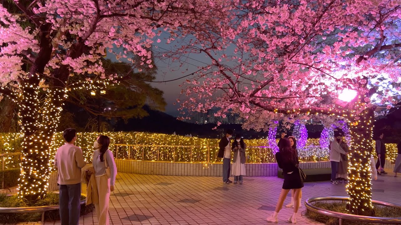 [4K] 대구는 이미 봄봄봄! 벚꽃이 만개한 대구 이월드의 아름다운 벚꽃터널 야경 워킹투어