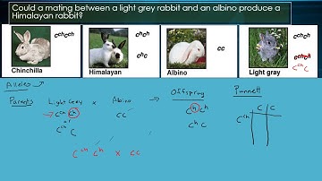 Genetics Multiple Alleles in Rabbits