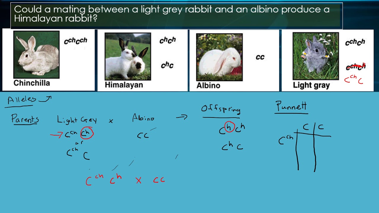 Genetics Multiple Alleles In Rabbits Youtube