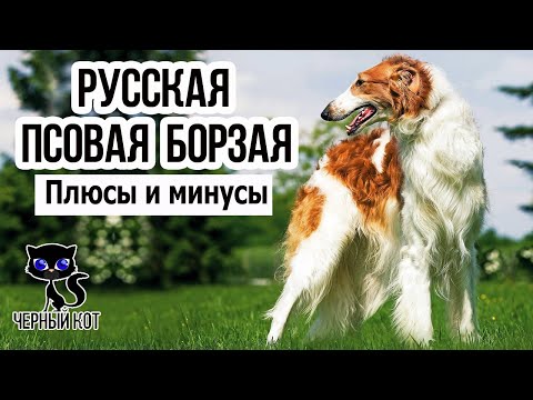 ✔ Русская псовая борзая: плюсы и минусы породы