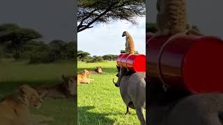 Warthog Vs Lion King Funny Moments